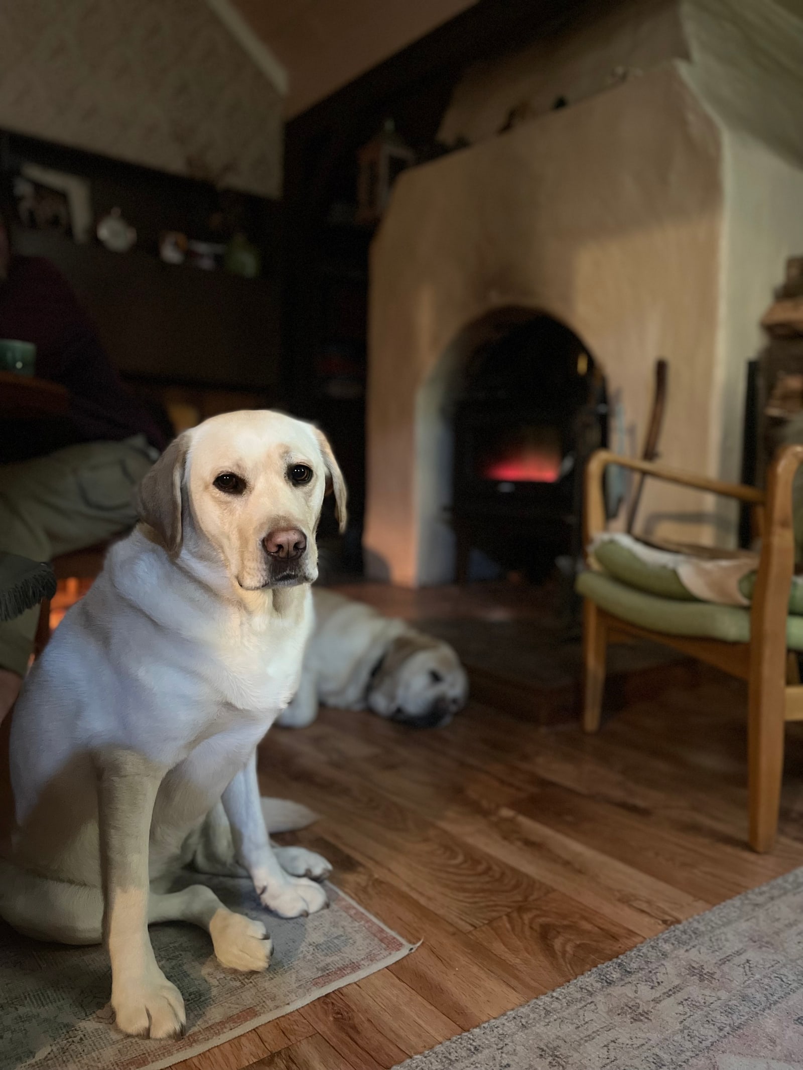 Two Labradors relaxing together beside the warm fireplace at Tasmanian Dog Stays