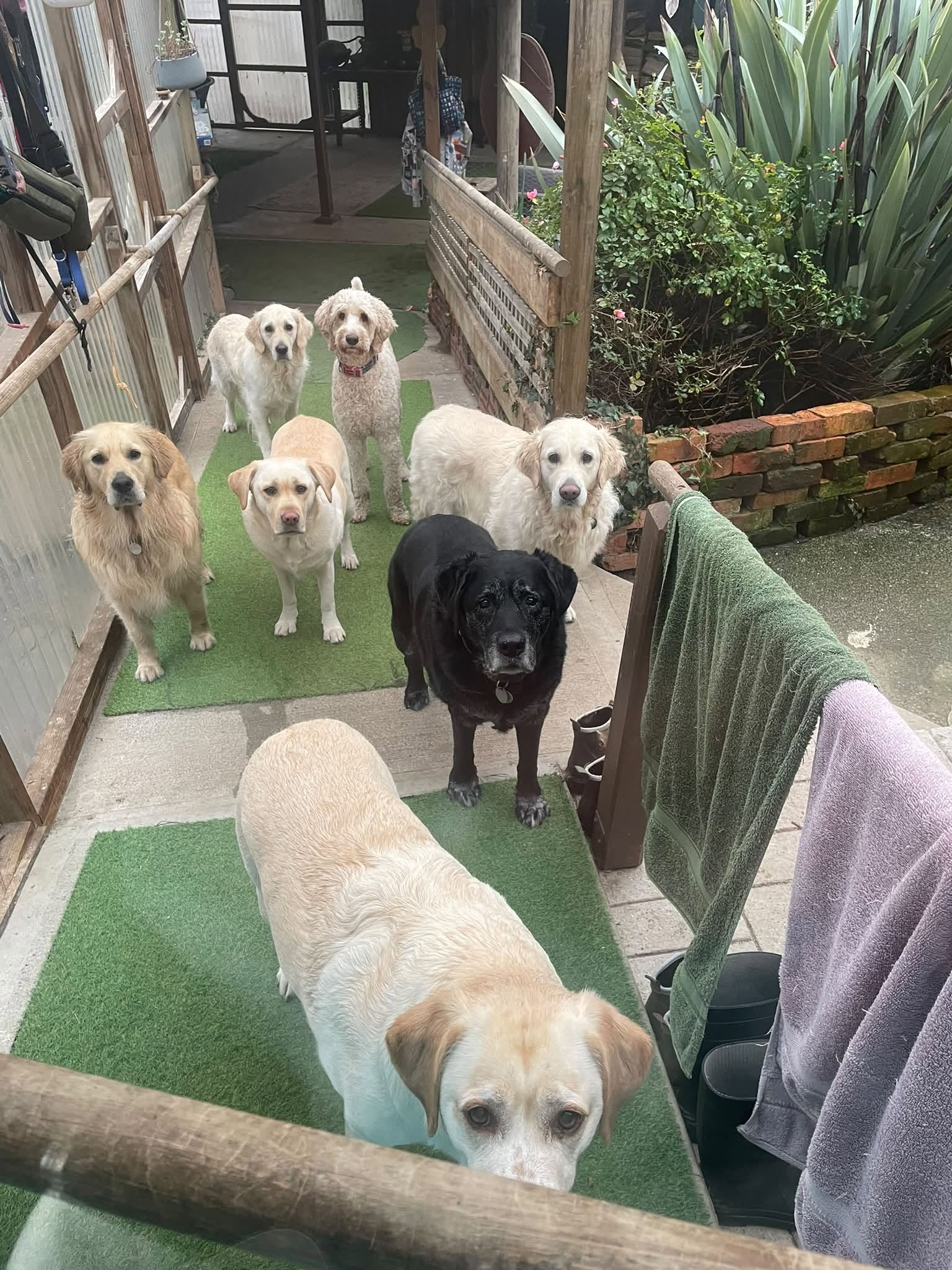 A cheerful group of dogs waiting together in the covered outdoor area